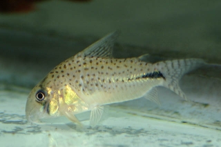 Hoplisoma sp. (C091)