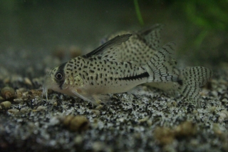 Hoplisoma sp. (C091)