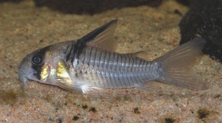 Hoplisoma sp. (C096)