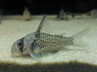 Hoplisoma sp. (C096)