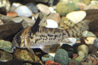 Hoplisoma sp. (C096)