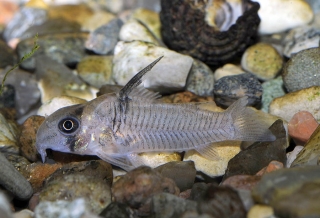 Hoplisoma sp. (C096)