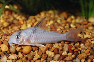 Hoplisoma sp. (C096)