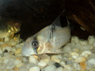 Hoplisoma sp. (C096)