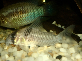 Hoplisoma sp. (C096)