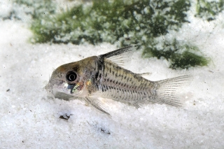 Hoplisoma sp. (C096)