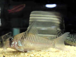 Hoplisoma sp. (C096)