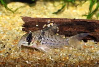 Hoplisoma sp. (C096)