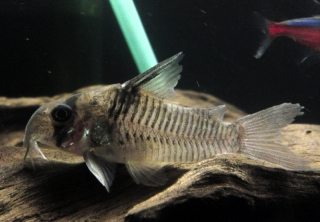 Hoplisoma sp. (C096)