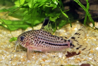 Hoplisoma sp. (C120)