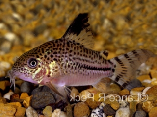 Hoplisoma sp. (C120)