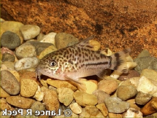 Hoplisoma sp. (C120)