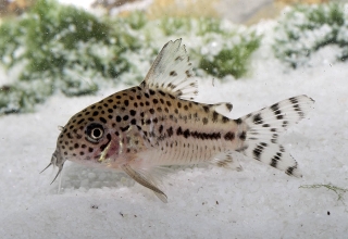 Hoplisoma sp. (C120)