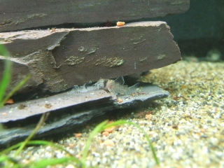 Hoplisoma sp. (C121)