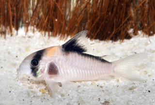 Hoplisoma sp. (C121)