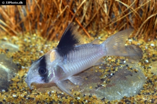 Hoplisoma sp. (C121)