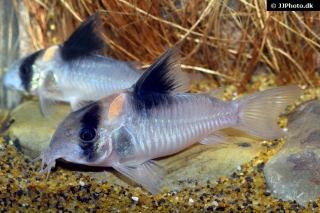 Hoplisoma sp. (C121)