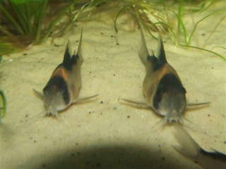 Hoplisoma sp. (C121)