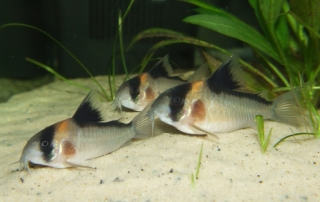 Hoplisoma sp. (C121)