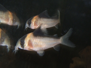 Hoplisoma sp. (C121)