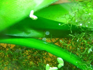 Hoplisoma sp. (C121)