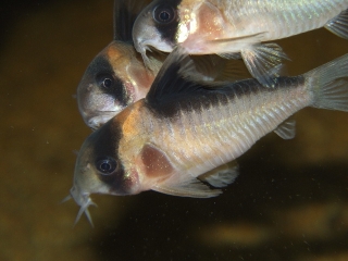 Hoplisoma sp. (C121)