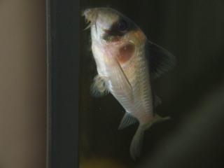 Hoplisoma sp. (C121)