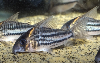 Hoplisoma sp. (C133)