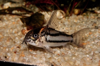 Hoplisoma sp. (C133)