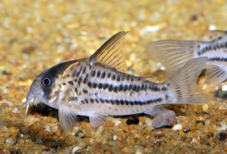 Hoplisoma sp. (C133)