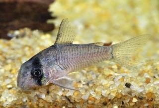 Hoplisoma sp. (C134)