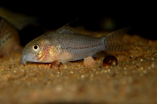 Hoplisoma sp. (C136)