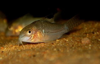 Hoplisoma sp. (C136)