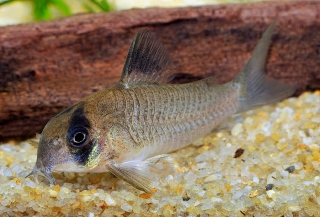 Hoplisoma sp. (C139)