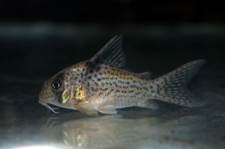 Hoplisoma sp. (Cw001)