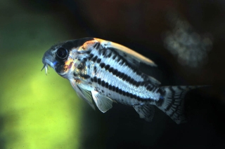 Hoplisoma sp. (Cw028)