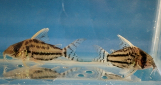 Hoplisoma sp. (Cw028)