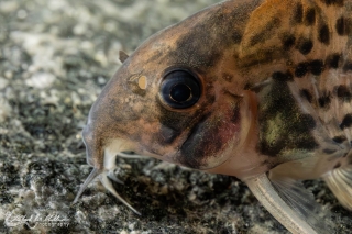 Hoplisoma sp. (Cw028)