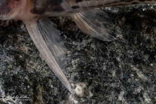 Hoplisoma sp. (Cw028)