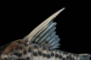 Hoplisoma sp. (Cw028)