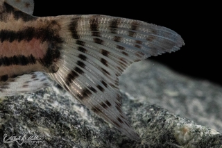 Hoplisoma sp. (Cw028)