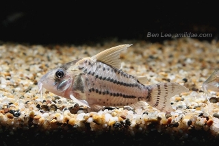 Hoplisoma sp. (Cw028)