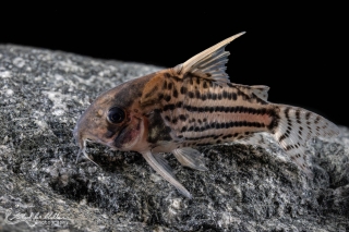 Hoplisoma sp. (Cw028)