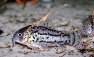 Hoplisoma sp. (Cw028)