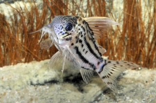 Hoplisoma sp. (Cw028)