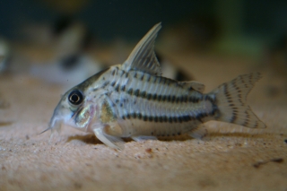 Hoplisoma sp. (Cw028)