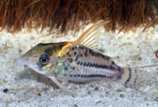 Hoplisoma sp. (Cw028)