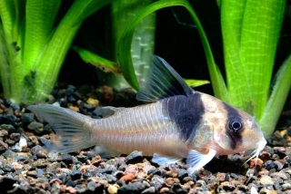 Hoplisoma sp. (Cw049)