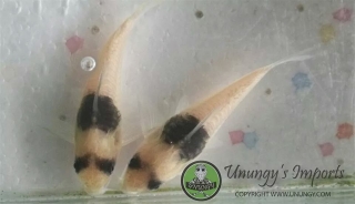 Hoplisoma sp. (Cw049)