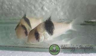 Hoplisoma sp. (Cw049)